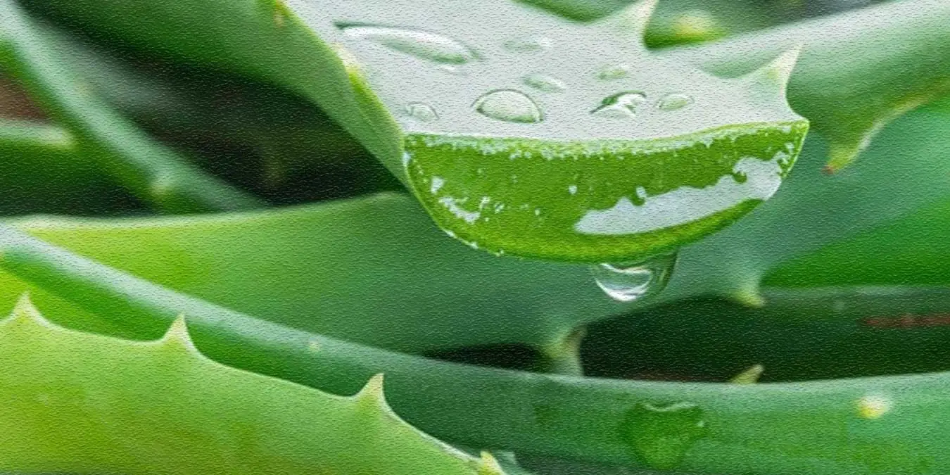 Aloevera Aroma Kese